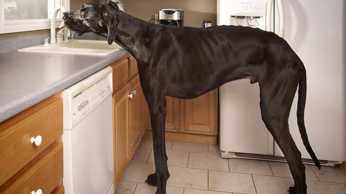 Zeus, il cane più grande al mondo