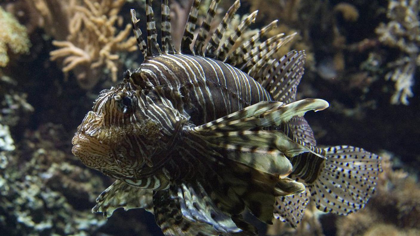 A suo malgrado è un problema per la barriera corallina