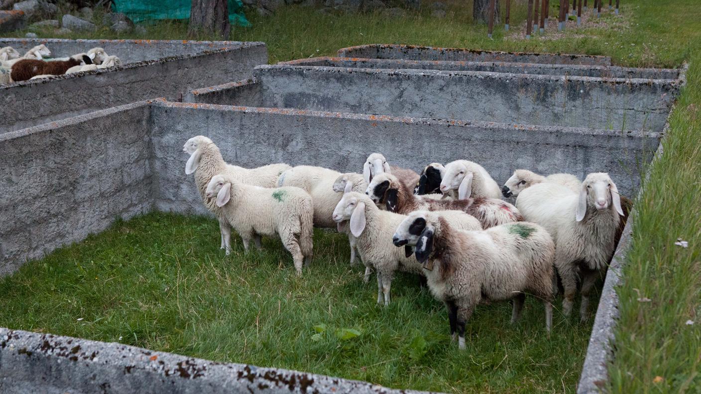 Si distinguono per le caratteristiche orecchie a penzoloni; la razza è minacciata