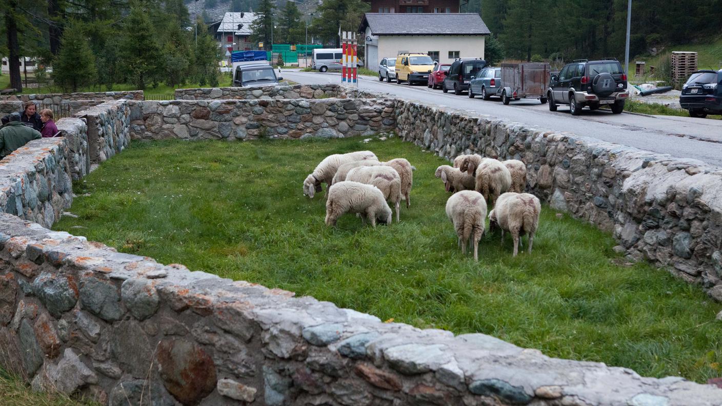 Il furto di 103 esemplari è un brutto colpo per il progetto di ripopolamento