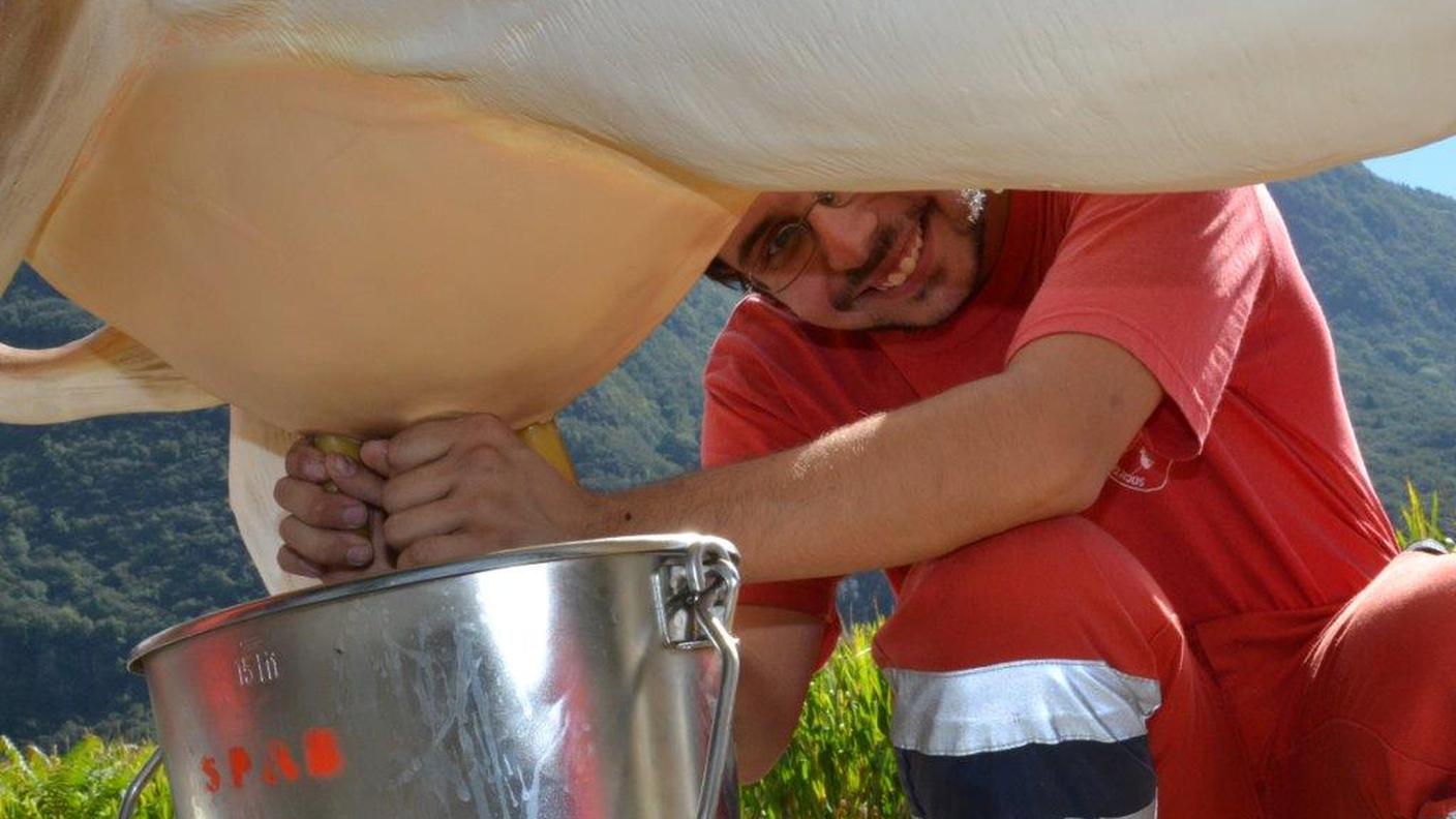 Divertimento assicurato con la mucca Brunella
