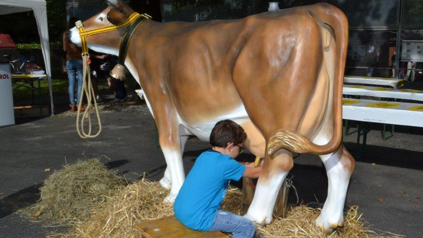 Divertimento assicurato con la mucca Brunella