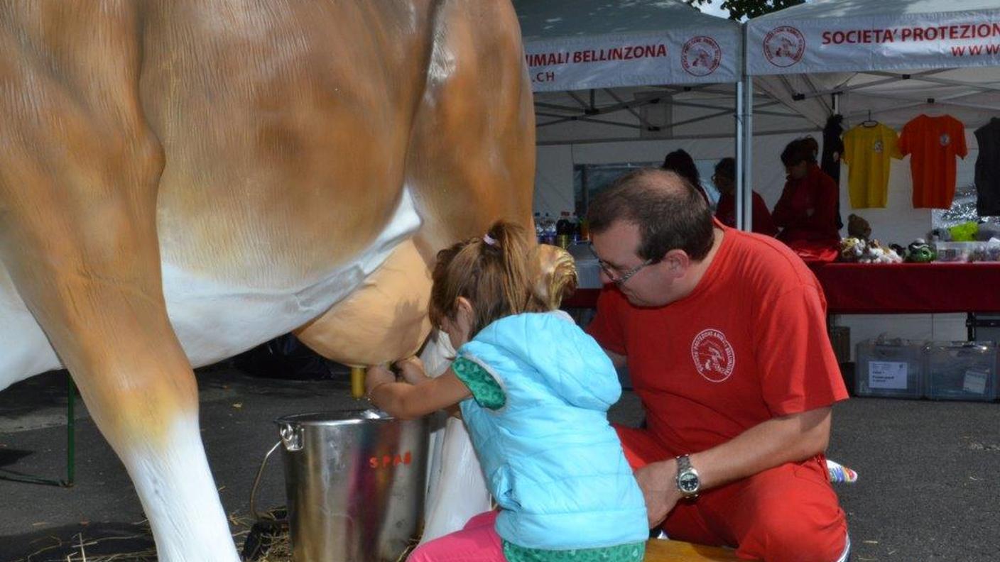 Divertimento assicurato con la mucca Brunella (anche per il presidente)