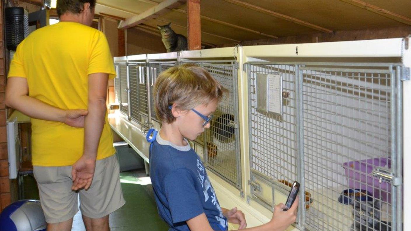 Grandi e piccini in visita al gattile