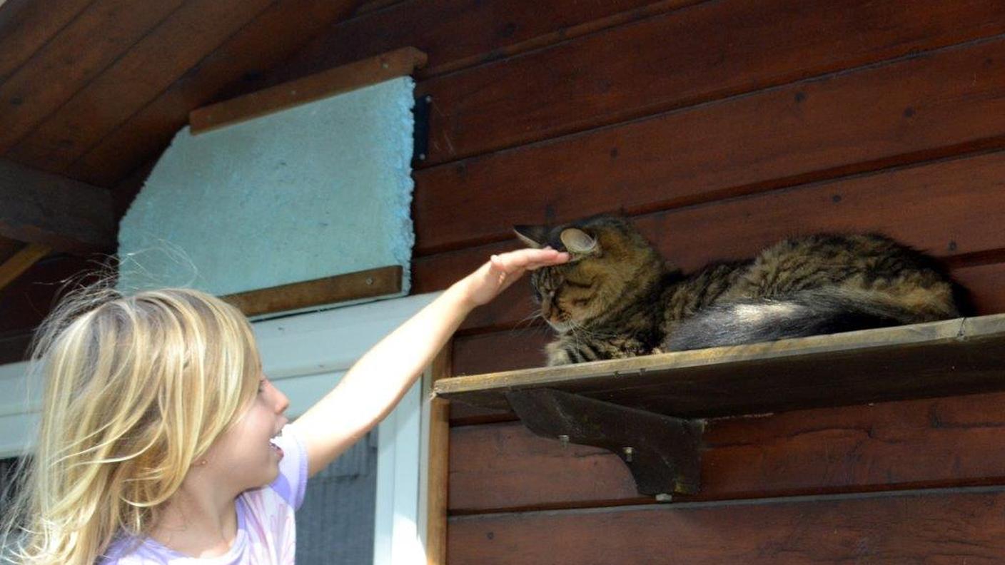 Grandi e piccini in visita al gattile