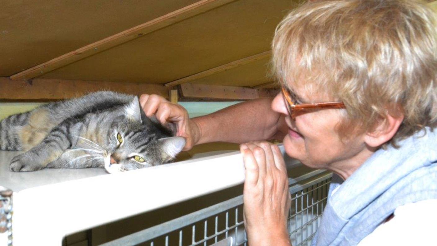 Grandi e piccini in visita al gattile