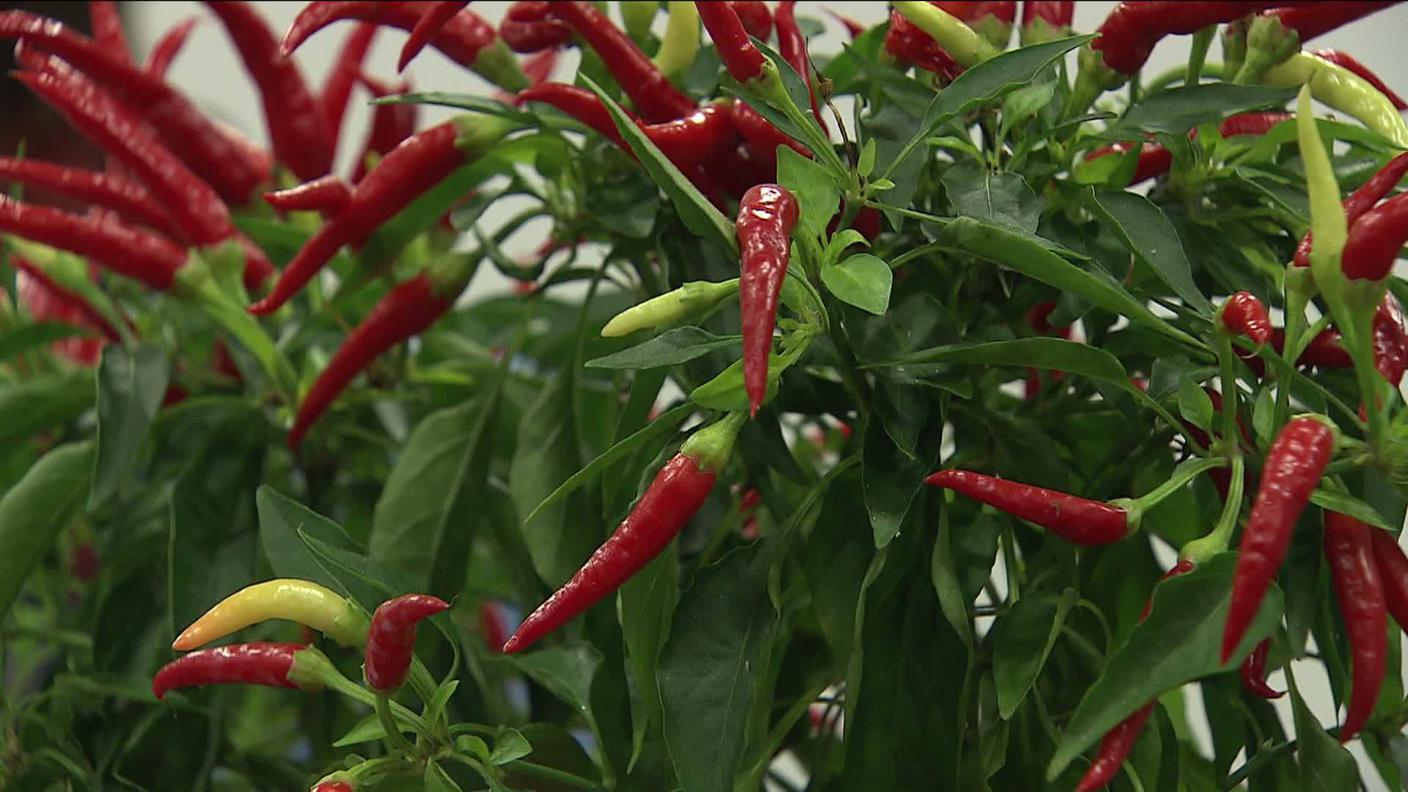 peperoncino pianta