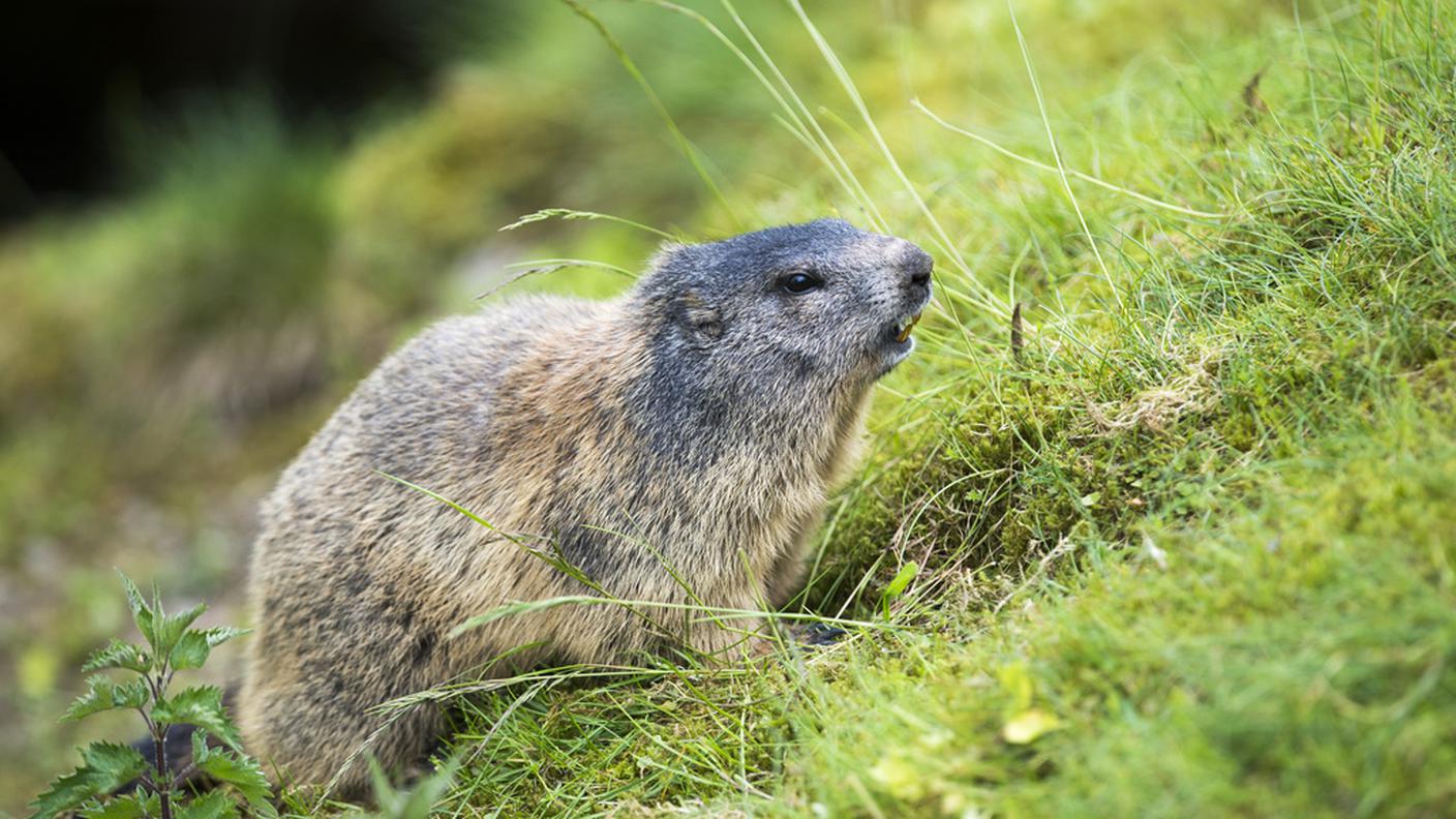 marmotta