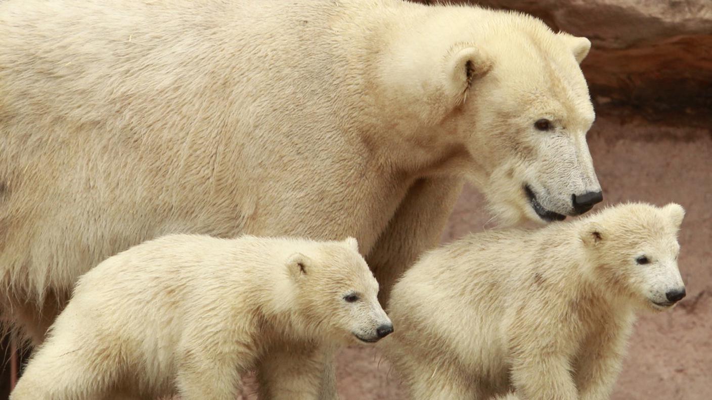 L'ambiente in cattività è sempre più simile a quello originale, ma i piccoli che fine faranno?