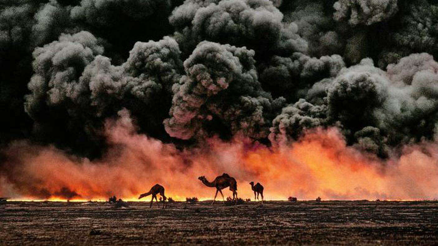 Cammelli e giacimenti di petrolio, Kuwait, 1991 