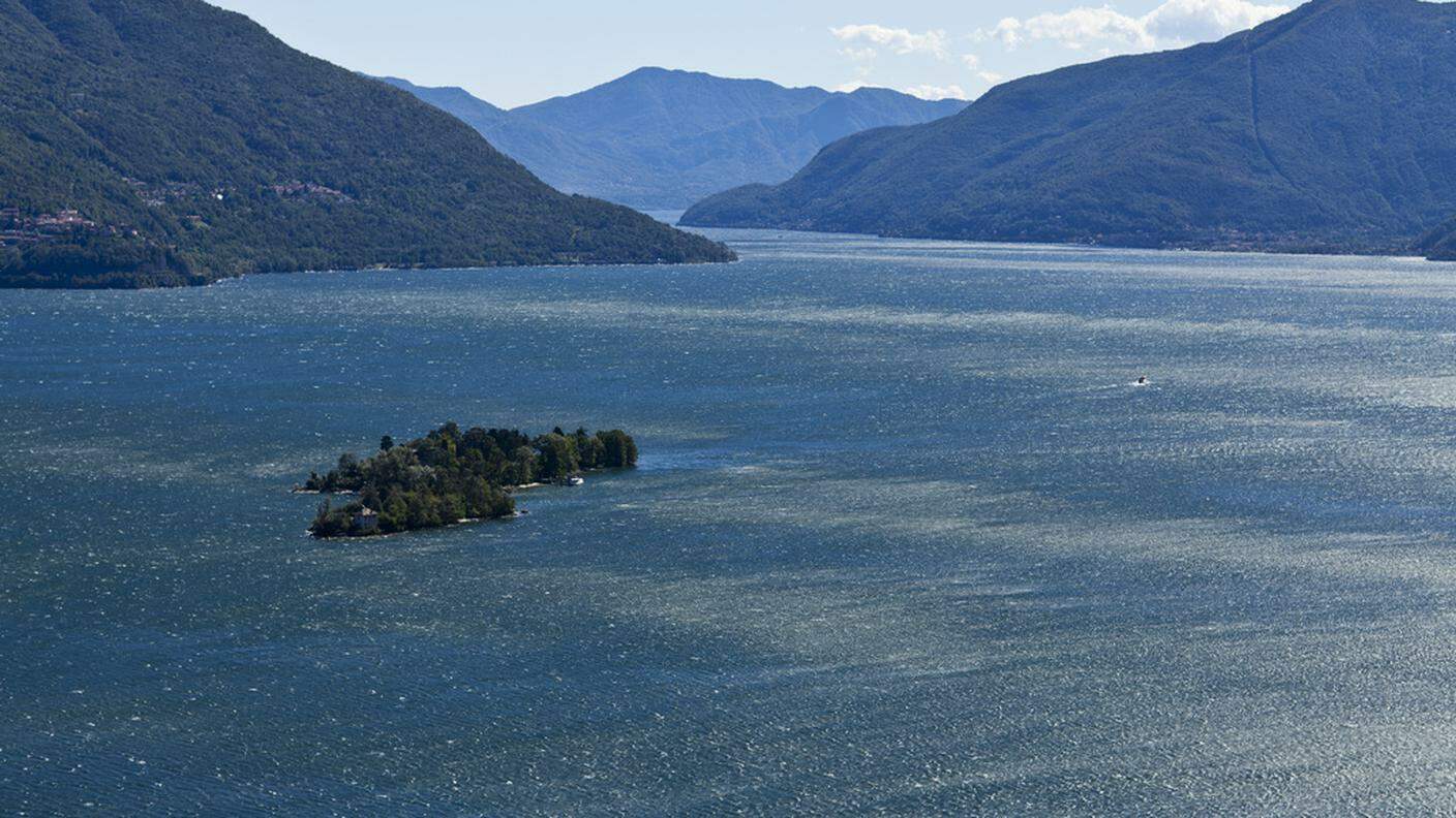 Nel Lago Maggiore sono raddoppiate la catture di coregone