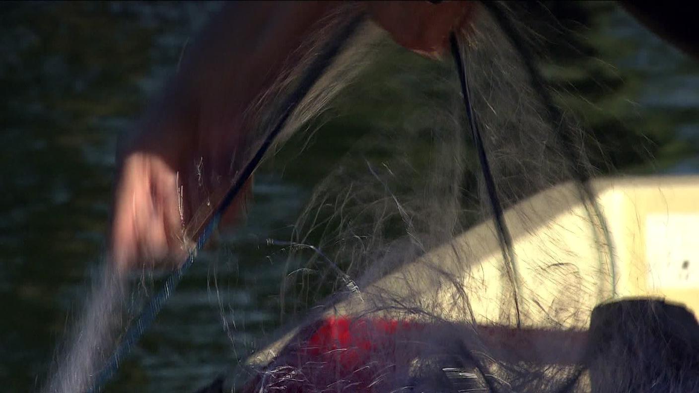 pesca