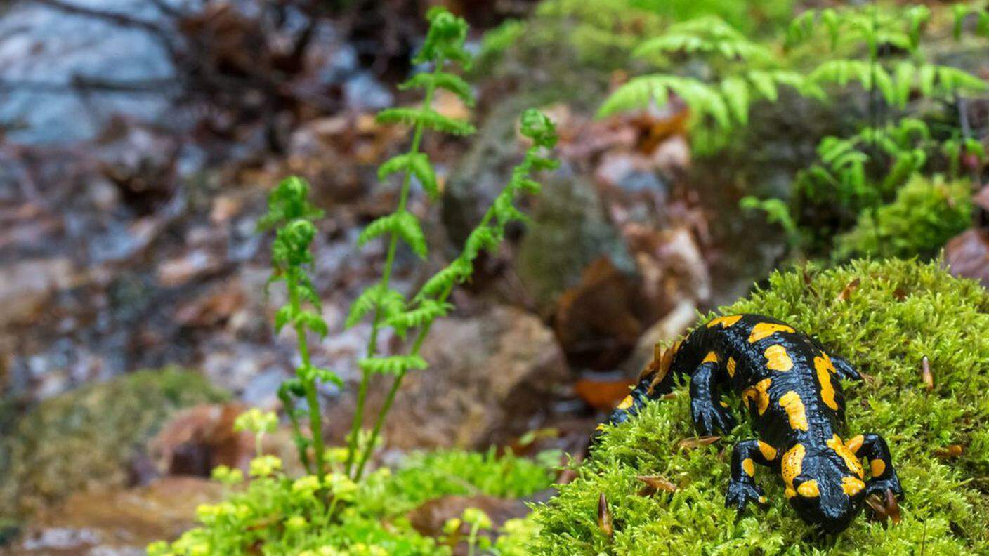 Innocuo per le salamandre asiatiche, il fungo è letale per quelle europee