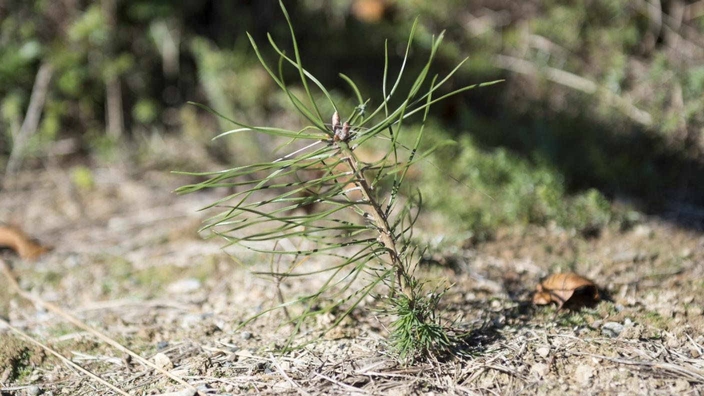 Oggi germoglio, domani gigante di 20 metri