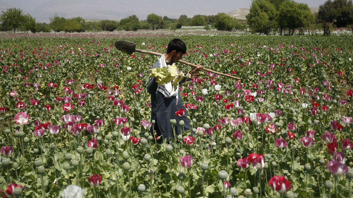 Non sono semplici fiori