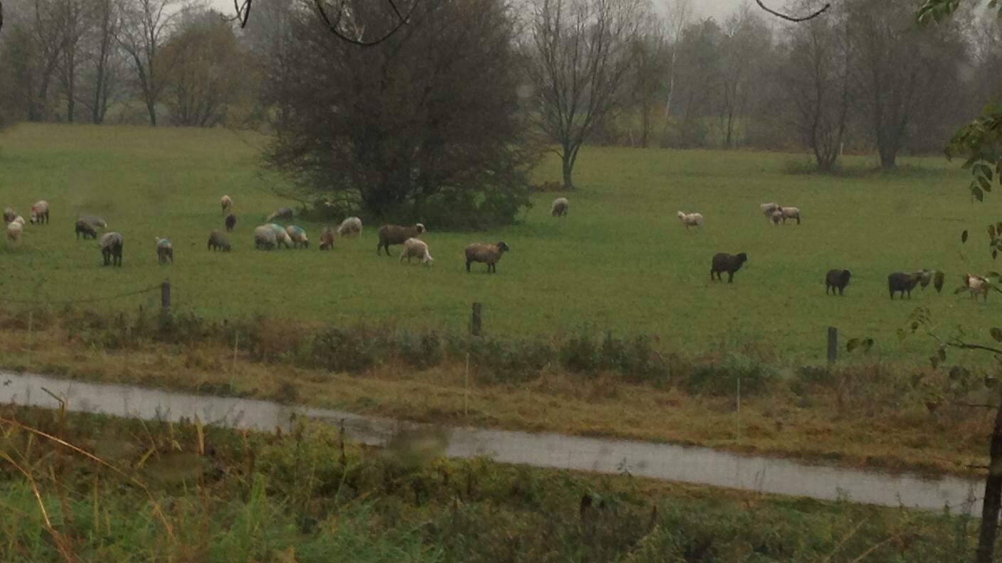Mancano pochi centimetri all'esondazione del Ticino sul piano di Magadino, ma le pecore continuano a pascolare tranquille