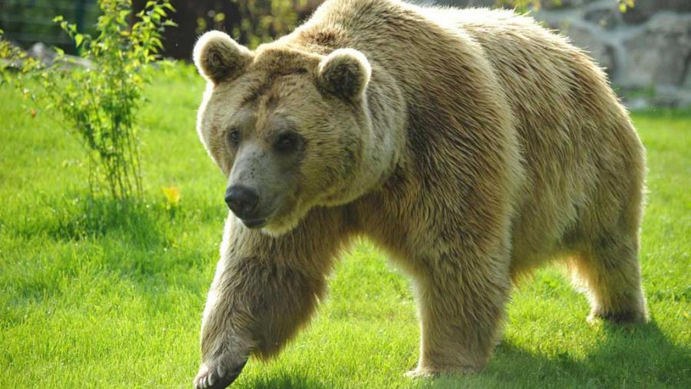 Martin è un orso bruno siriano del peso di 200 chili