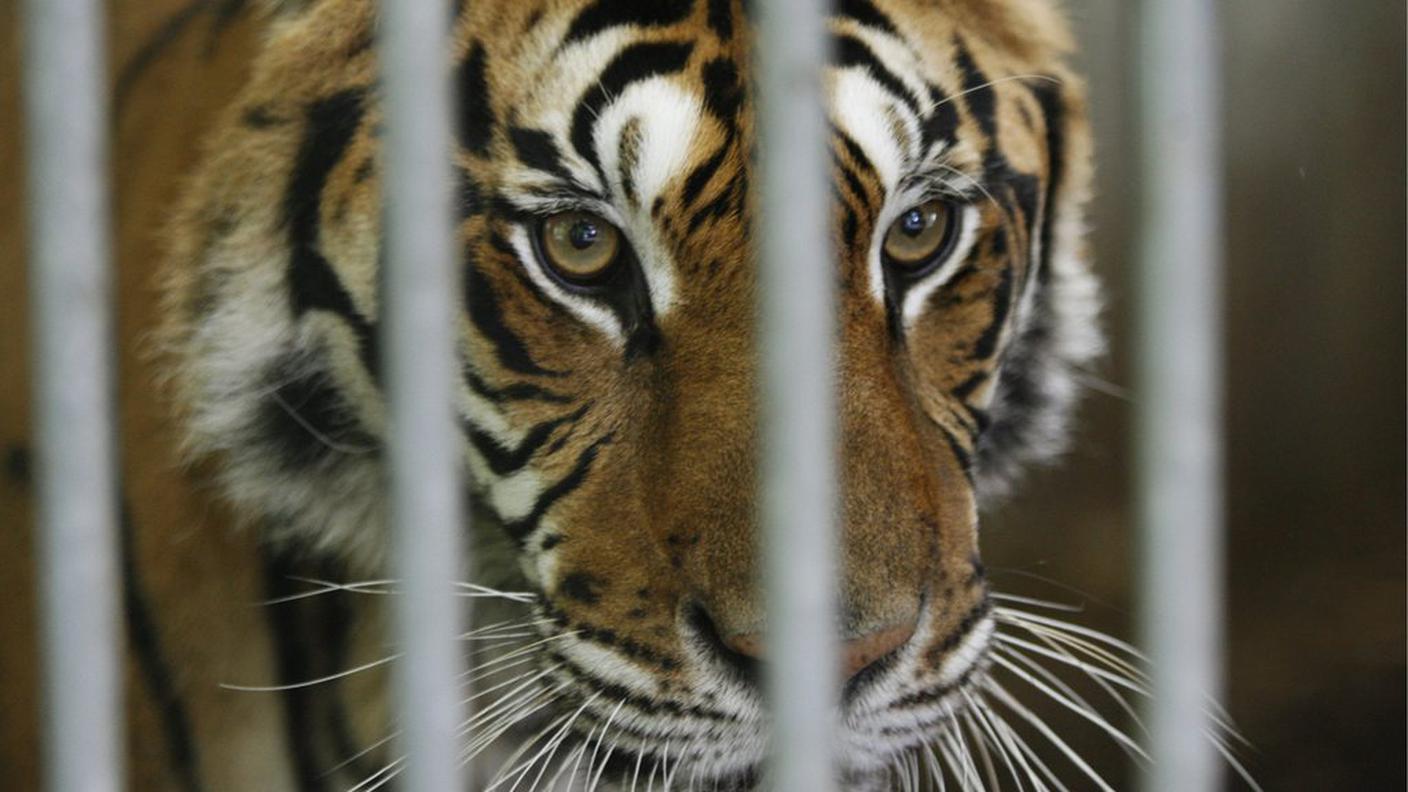 Una tigre dietro le sbarre