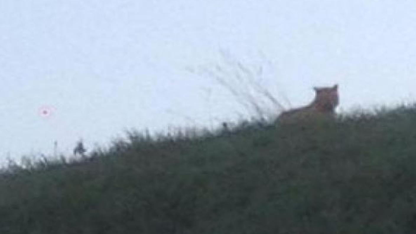Un'immagine della giovane tigre che da giovedì vaga nella periferia parigina