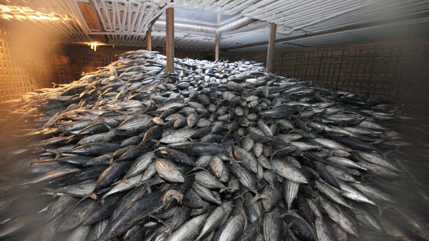 I tonni sono fra le specie più minacciate dalla pesca intensiva