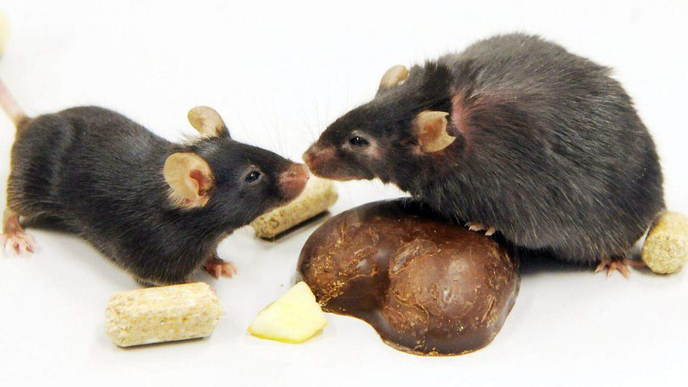 I topolini con gli enzimi "spenti" sono più magri