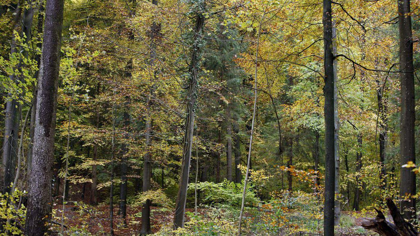 A Winterthur vi sono foreste estese