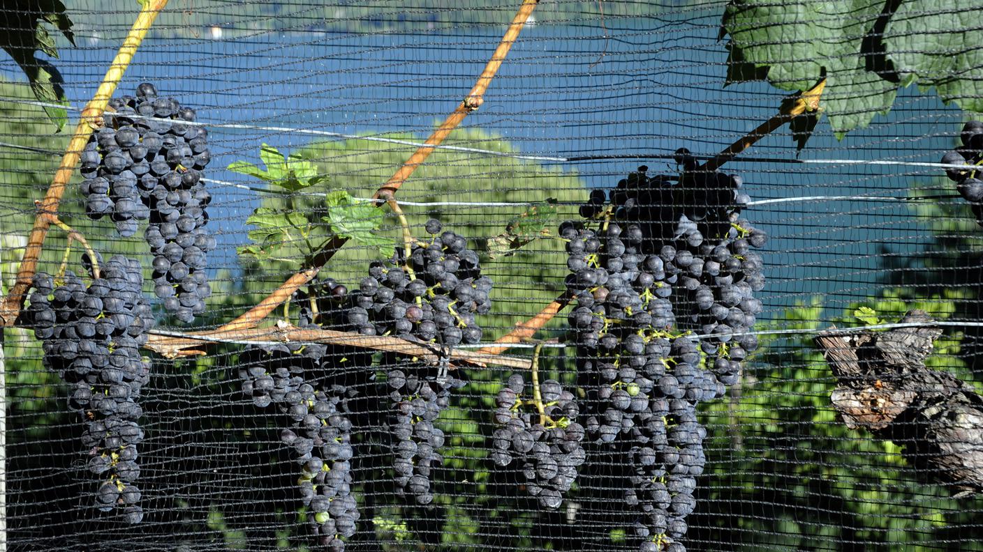Grappoli d'uva protetti da rete antigrandine a Gandria