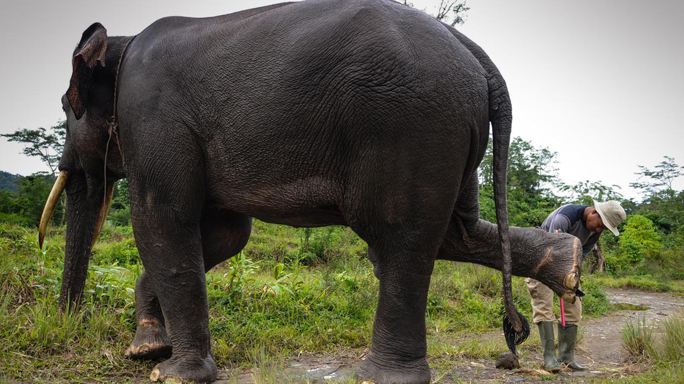 Si controllano le condizioni degli elefanti, prima della pattuglia