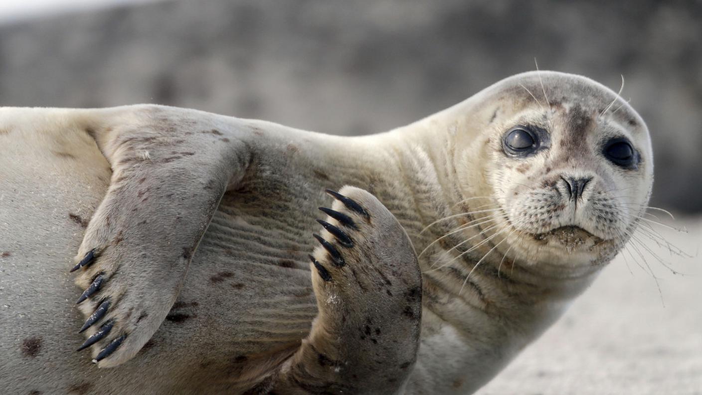 Una foca a Helgoland, sul Mare del Nord