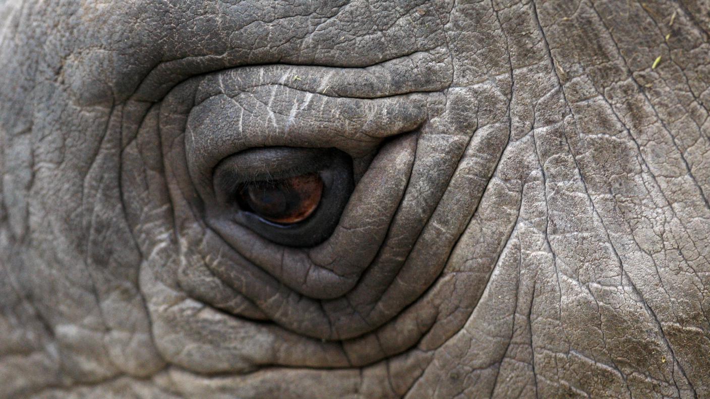 Un primo piano dell'esemplare che vive in uno zoo della repubblica Ceca