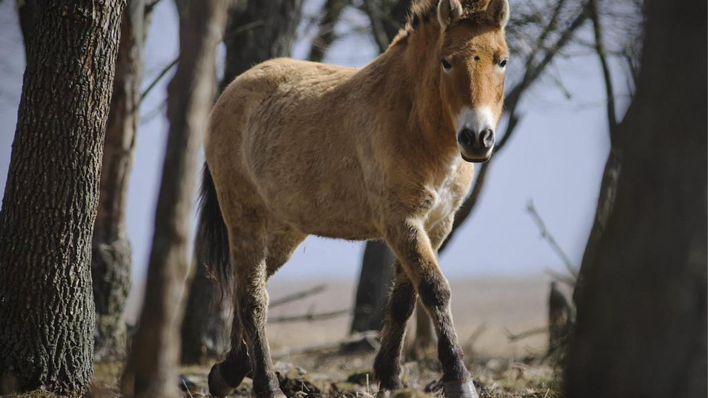 Le specie selvatiche sono quasi estinte