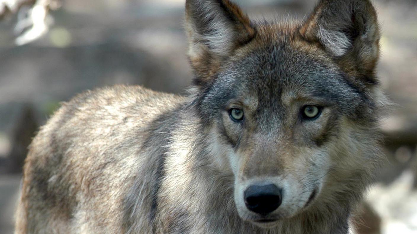 L'animale era stato ucciso lo scorso inverno