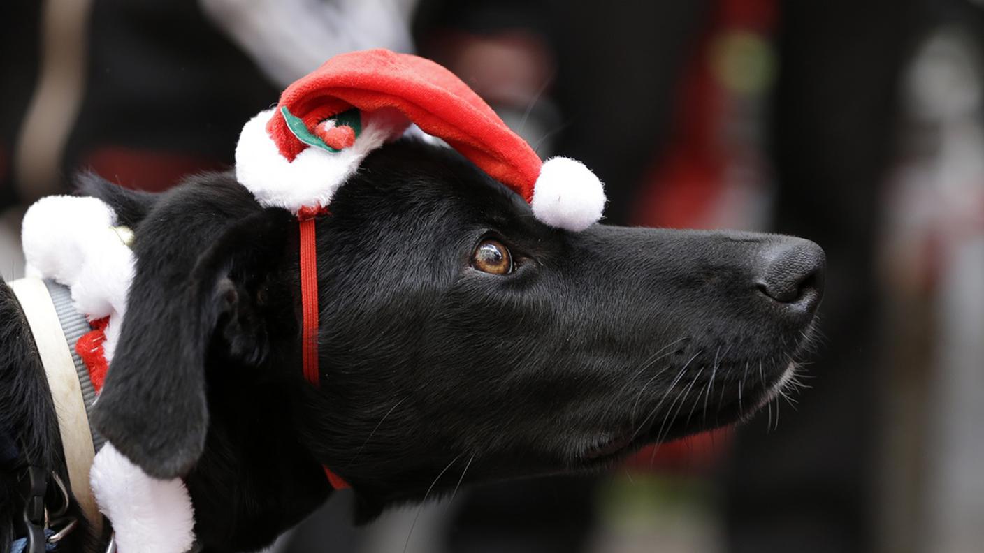 Pensarci bene prima di regalare un cucciolo