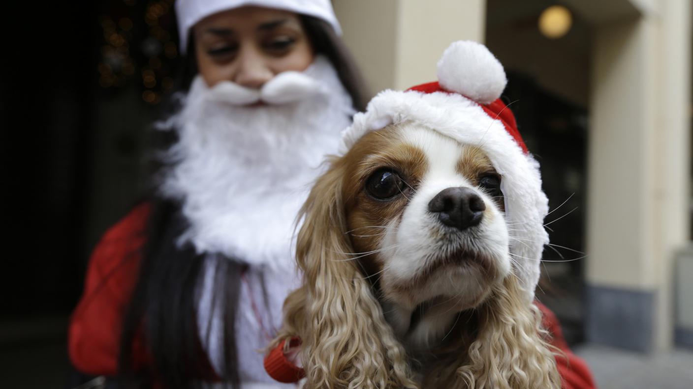 Pensarci bene prima di regalare un cucciolo