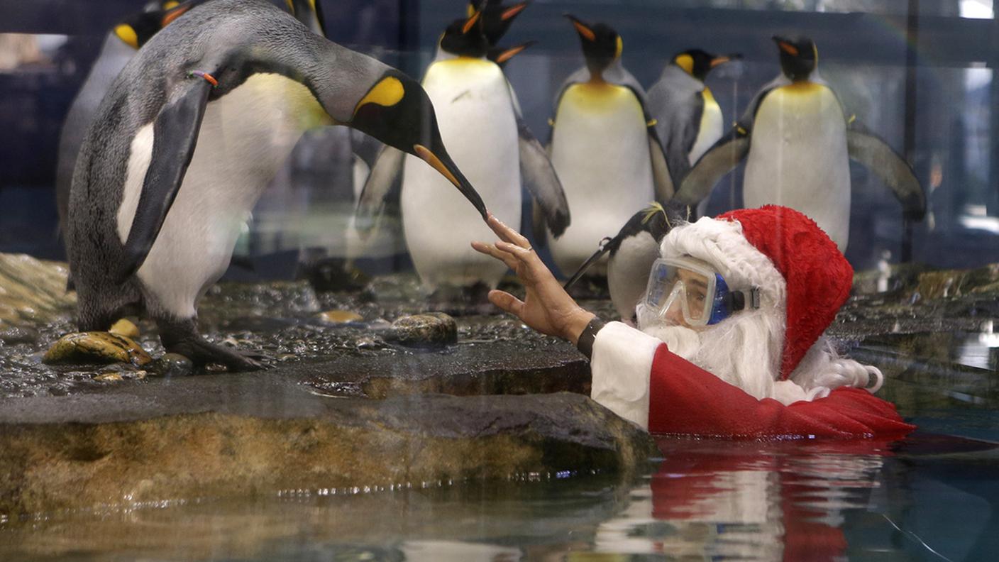 Dà da mangiare anche ai pinguini