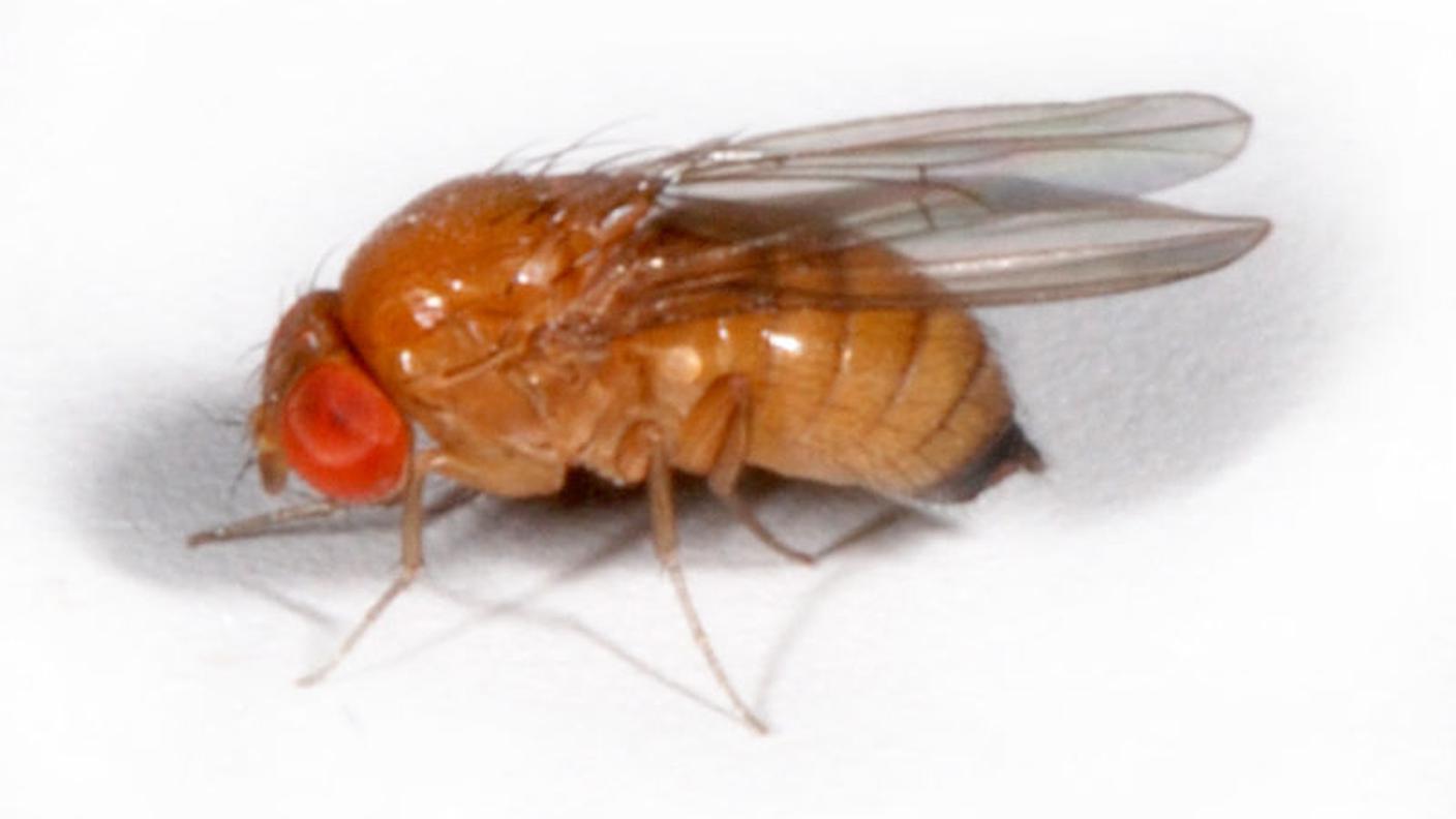 Cambia il loro comportamento sotto stress