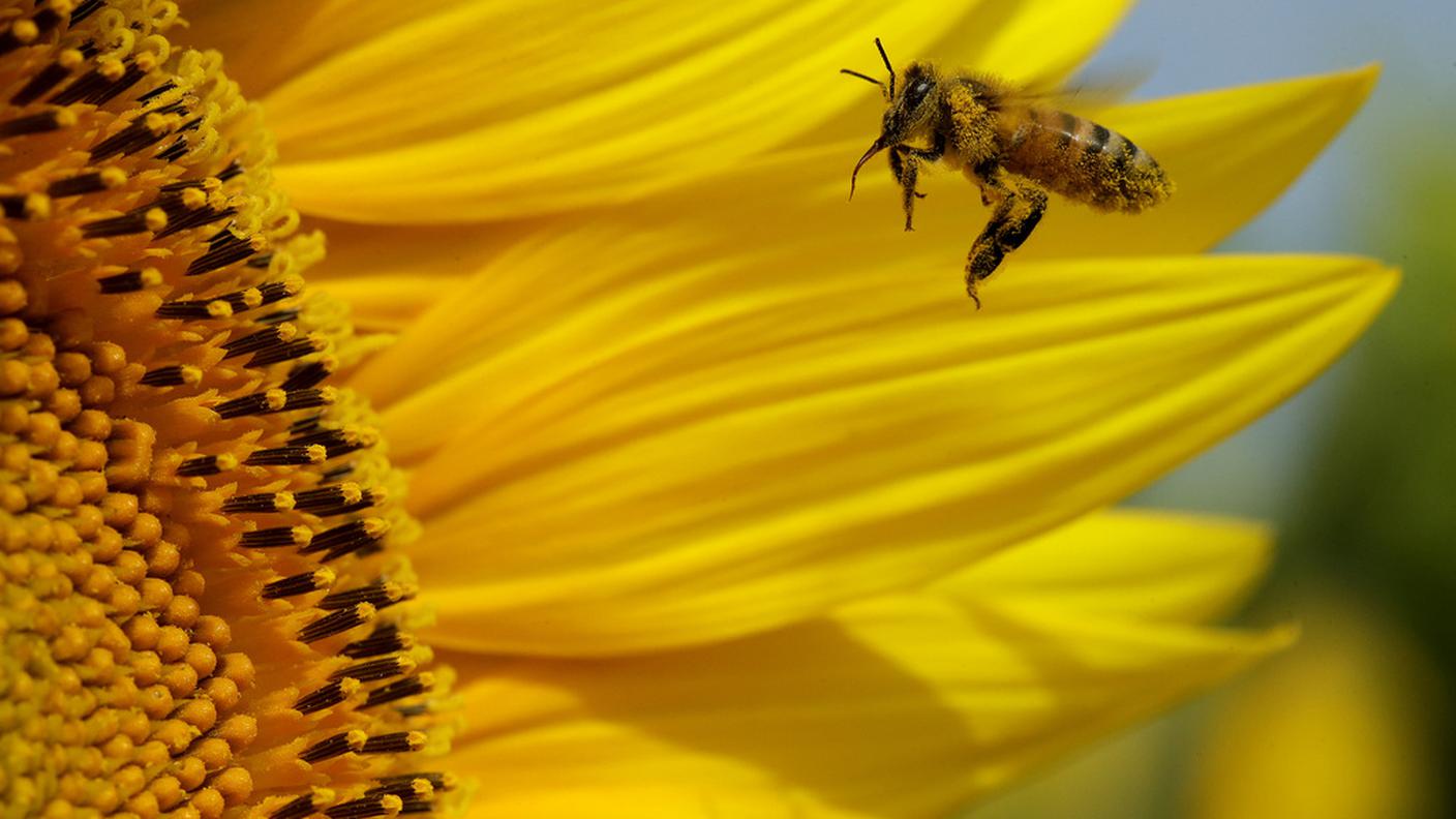  L'importanza delle api nei servizi di impollinazione