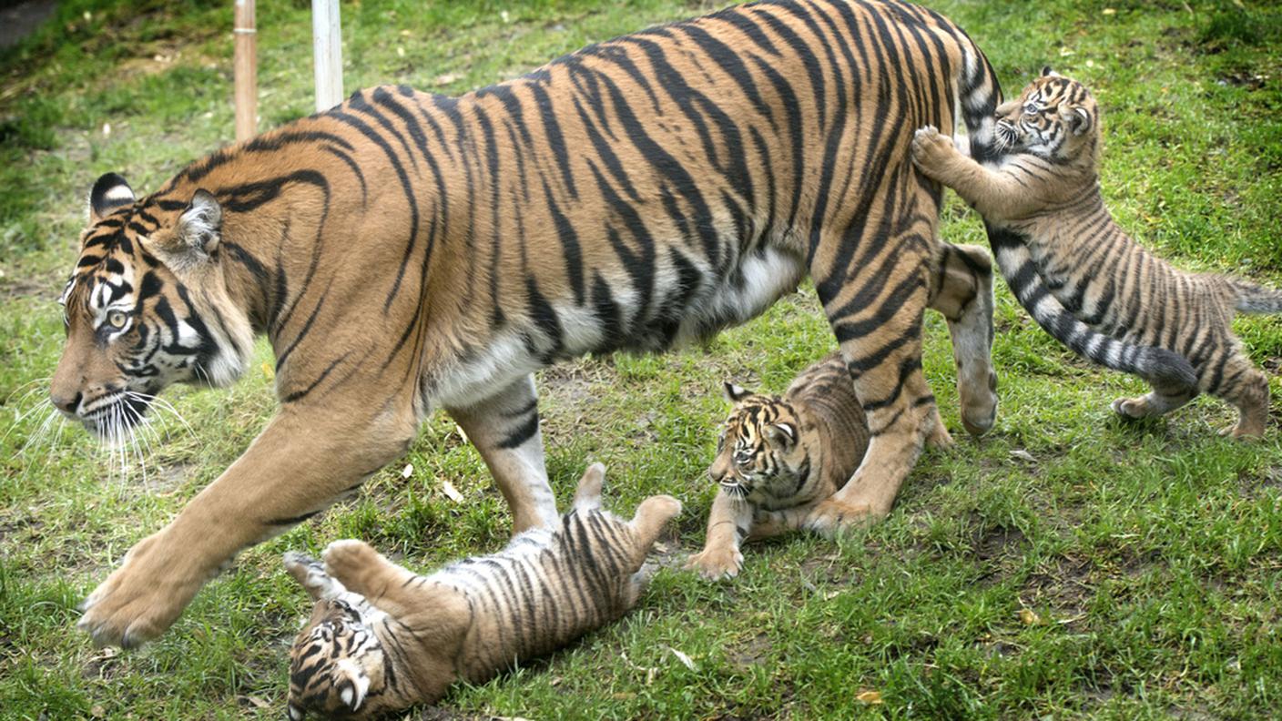 "L'India ha sul suo territorio il 70% delle tigri di tutto il mondo"