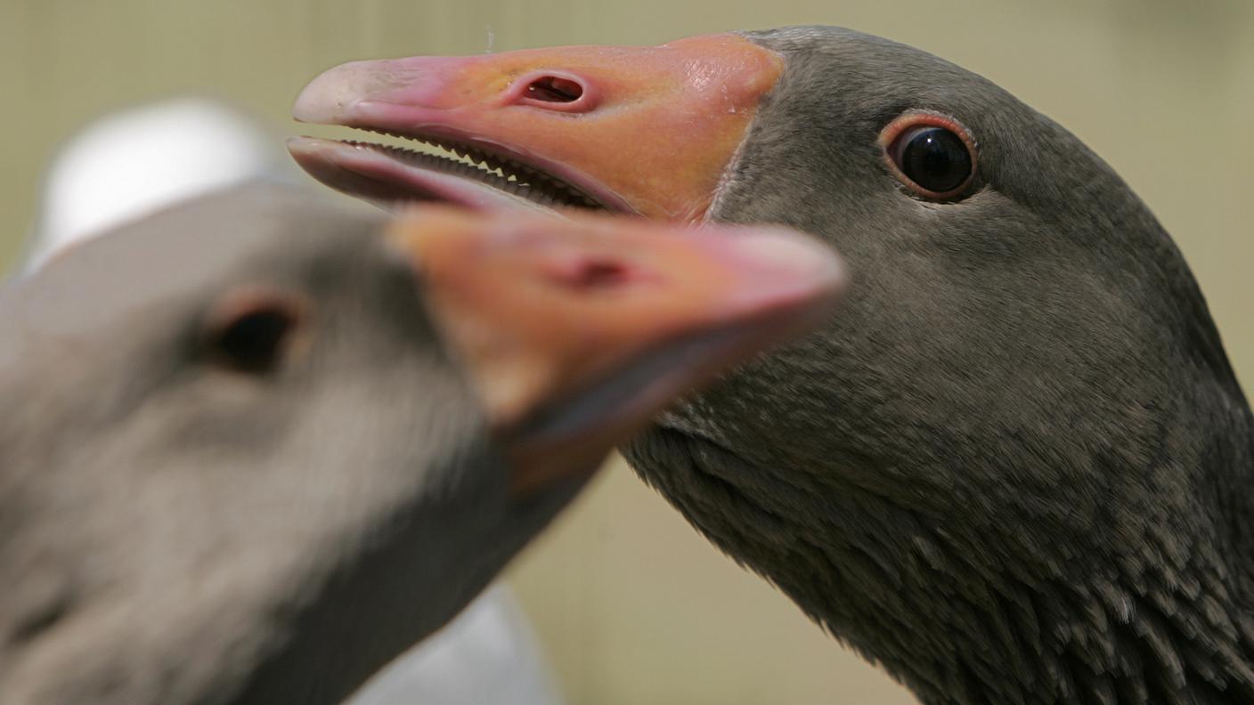 Oche e anatre possono forse tirare un sospiro di sollievo