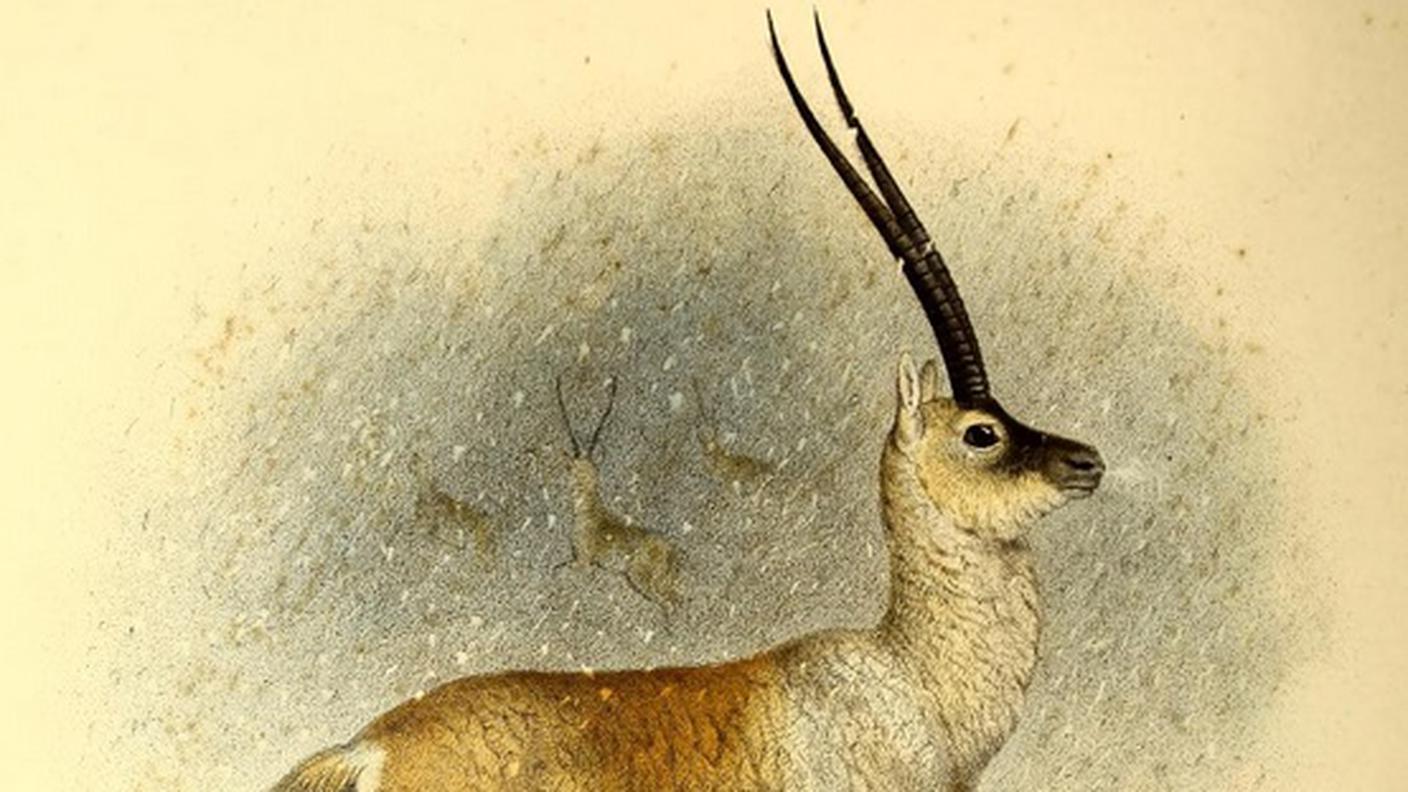 Un'illustrazione rappresentante un'antilope tibetana