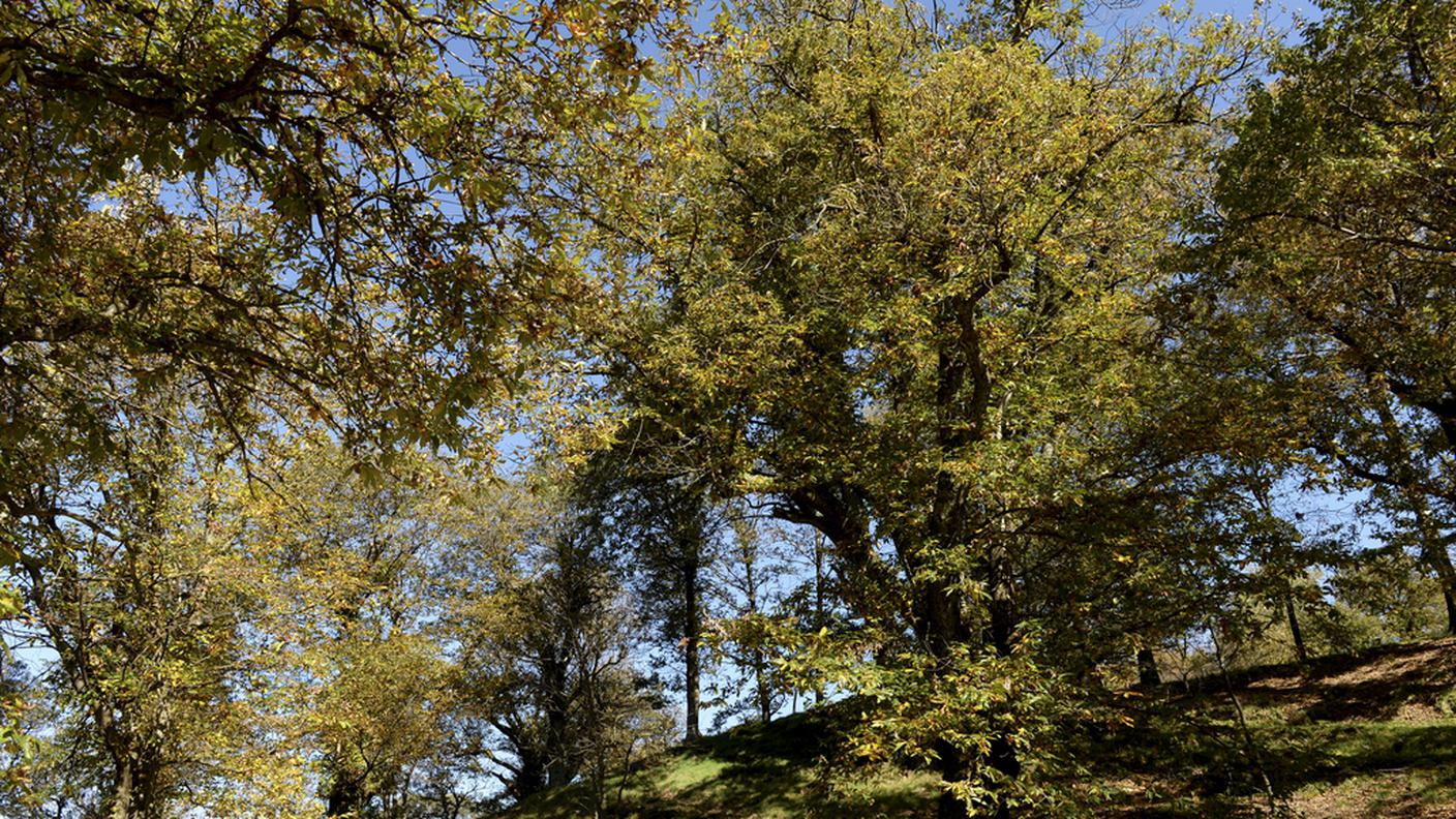 Contro la CO2 piantare alberi è la soluzione più economia ed efficace