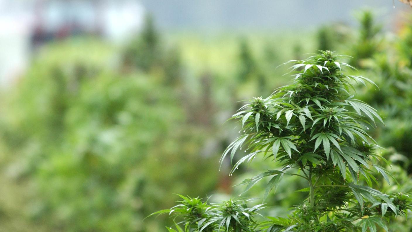 L'insegnante avrebbe consumato e spacciato marijuana