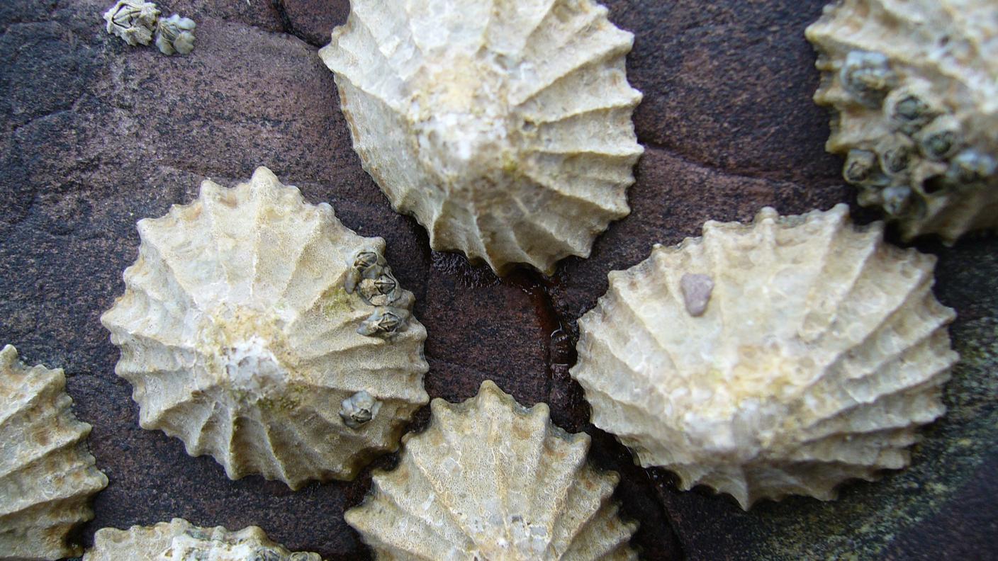 "La natura è una magnifica fonte di ispirazione", dicono gli scienziati 