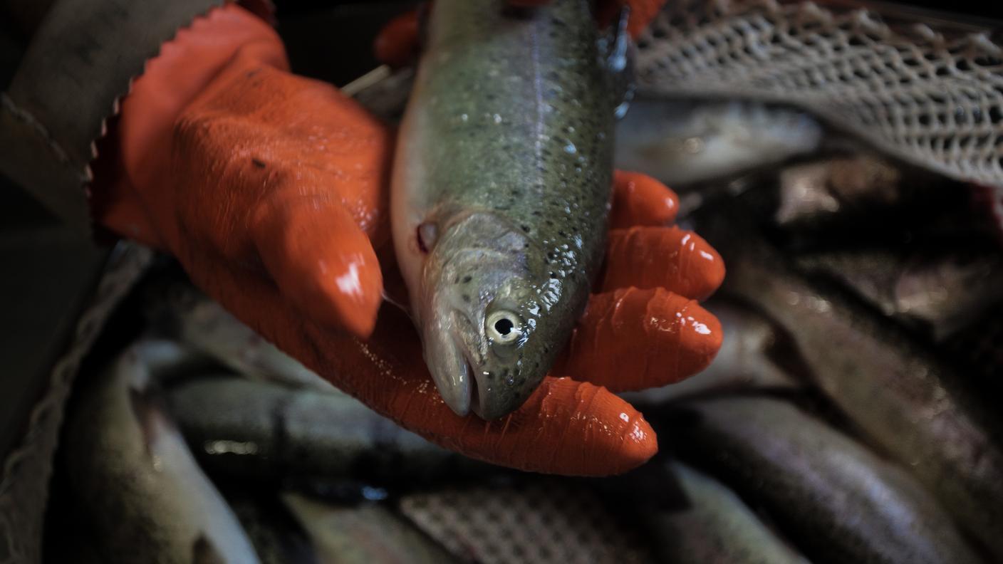 L'amo "speciale" impedisce al pesce di sfilarsi
