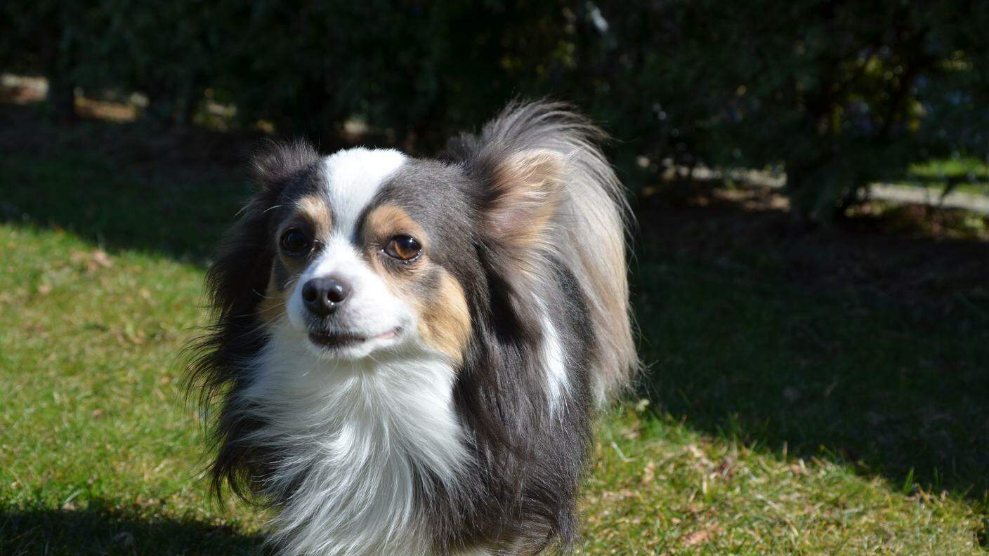 Willy, il Chihuahua bersaglio di atti vili a Biasca negli ultimi giorni