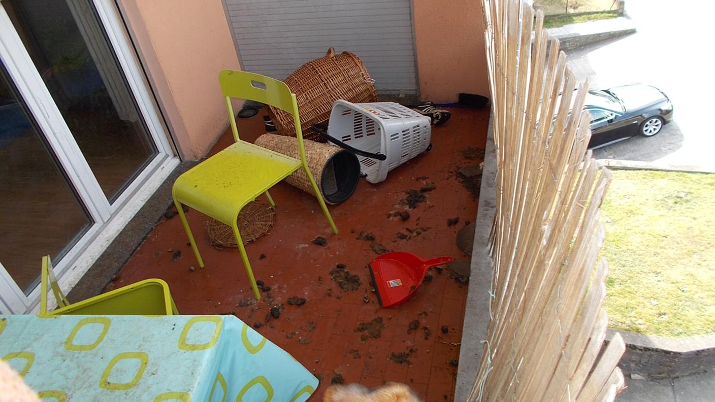 Ringhio sarà curato dalla SPAB