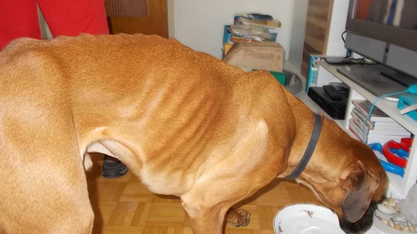 Ringhio sarà curato dalla SPAB