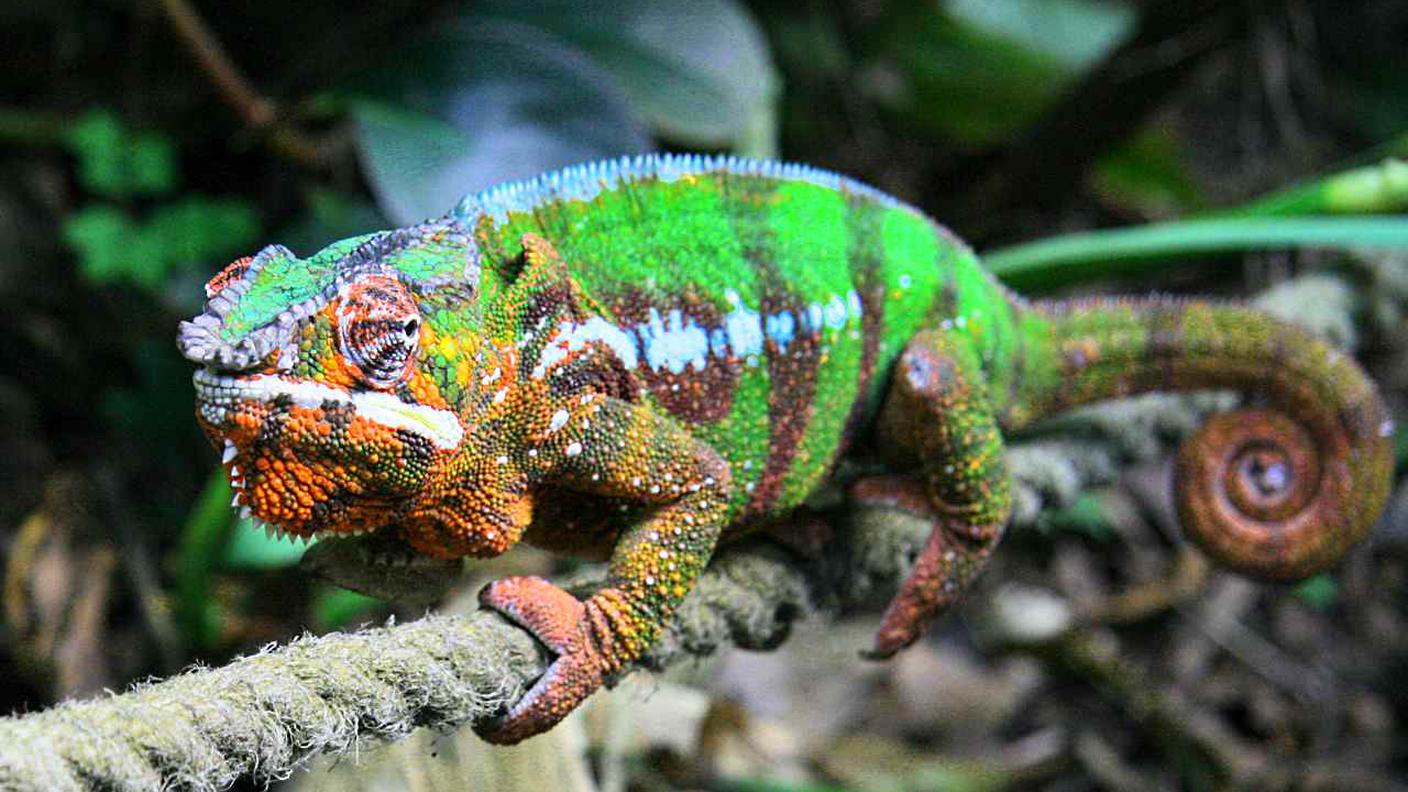 Un camaleonte Furcifer pardalis allo zoo di Zurigo