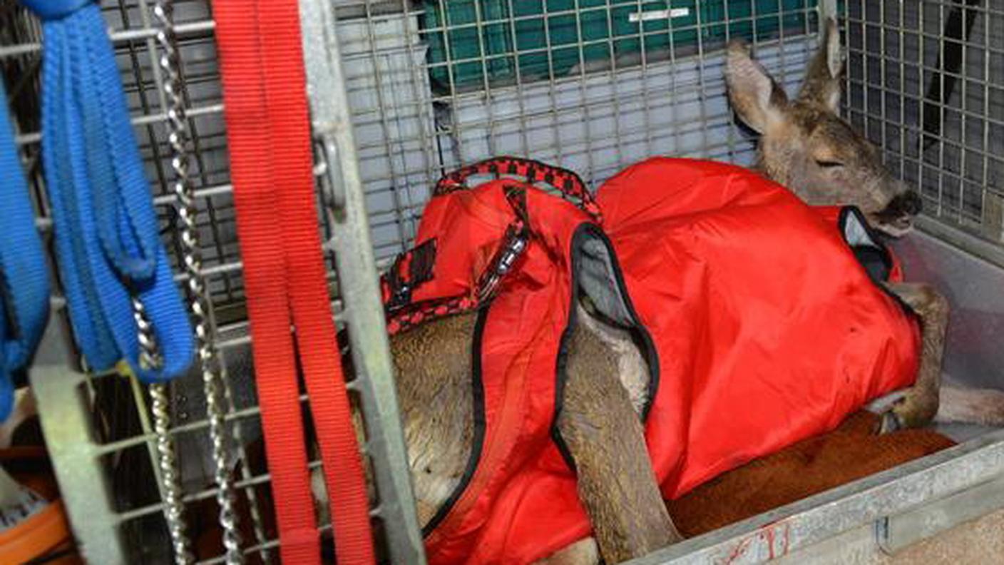 Il capriolo dopo esser stato recuperato dagli ispettori della SPAB