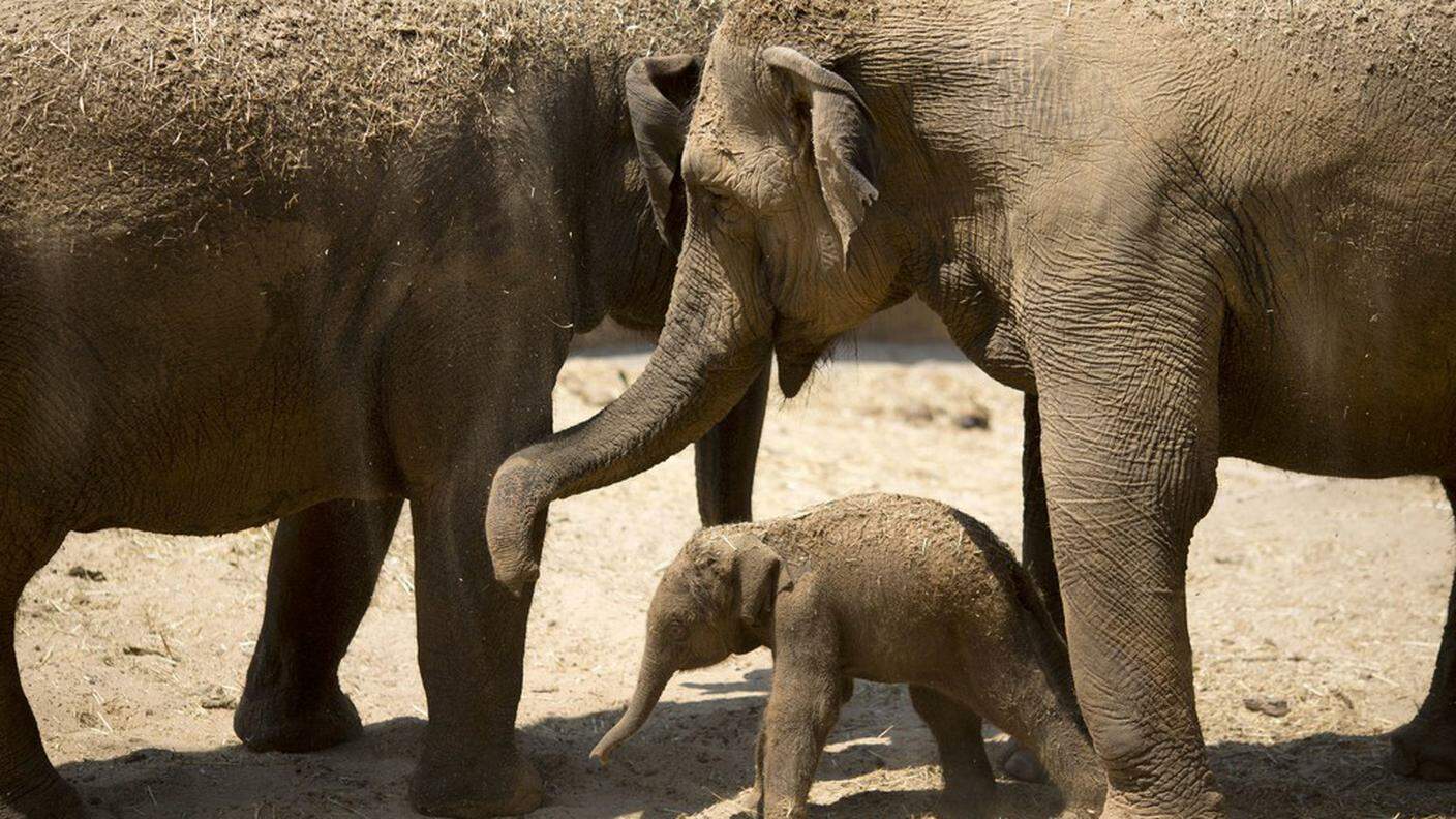 L'elefantessa ha lottato undici ore per salvare il suo piccolo